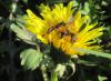 Andrena flavipes